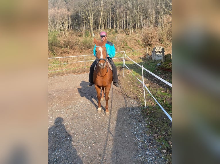 Koń westfalski Klacz 20 lat 169 cm Kasztanowata in Wald-Michelbach