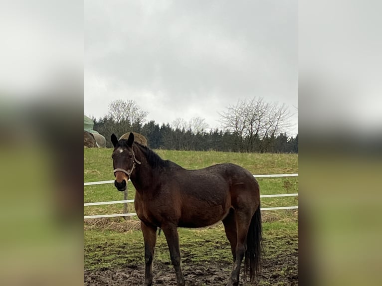 Koń westfalski Klacz 21 lat 164 cm in Losheim am See