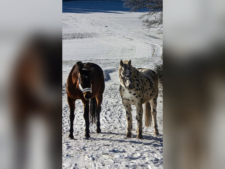 Koń westfalski Klacz 21 lat 164 cm in Losheim am See