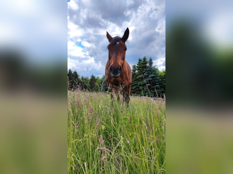 Koń westfalski Klacz 21 lat 164 cm in Losheim am See