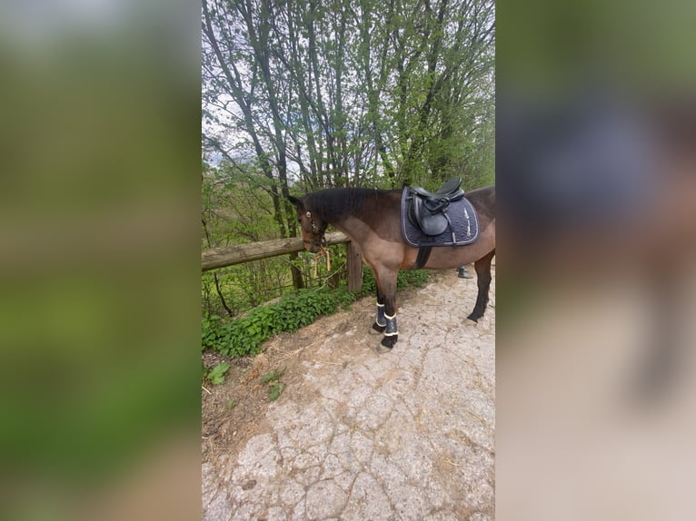 Koń westfalski Klacz 21 lat 165 cm Gniada in Wermelskirchen