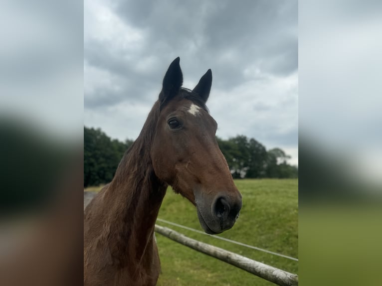 Koń westfalski Klacz 21 lat 165 cm Gniada in Wermelskirchen