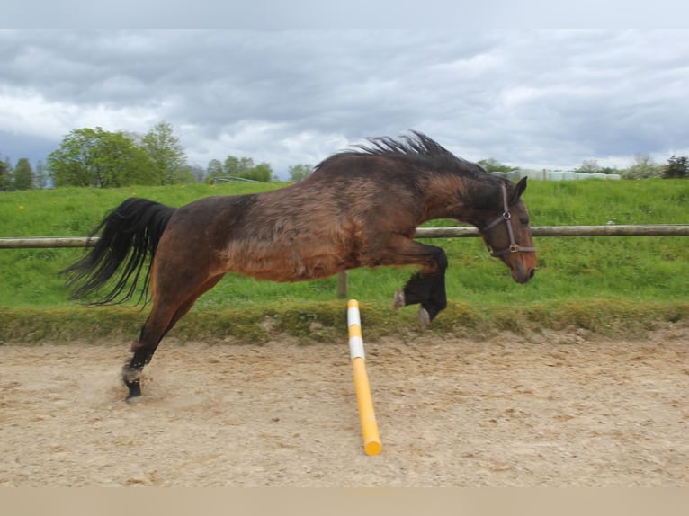 Koń westfalski Klacz 21 lat 165 cm Gniada in Wermelskirchen