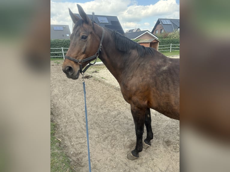 Koń westfalski Klacz 21 lat 170 cm Gniada in Brockum