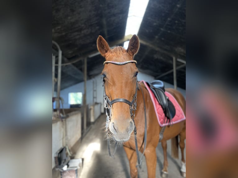 Koń westfalski Klacz 22 lat 168 cm Kasztanowata in Flensburg