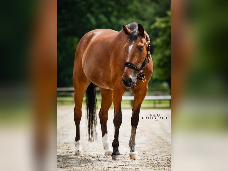 Koń westfalski Klacz 23 lat 160 cm Gniada in Recklinghausen