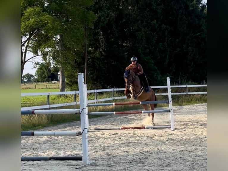 Koń westfalski Klacz 23 lat 163 cm Ciemnogniada in Mengerskirchen