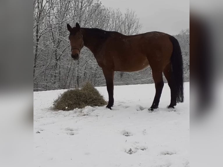 Koń westfalski Klacz 23 lat 165 cm Gniada in Schwäbisch HallSchwäbisch Hall