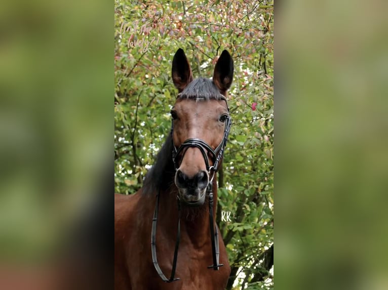 Koń westfalski Klacz 23 lat 165 cm Gniada in Schwäbisch HallSchwäbisch Hall