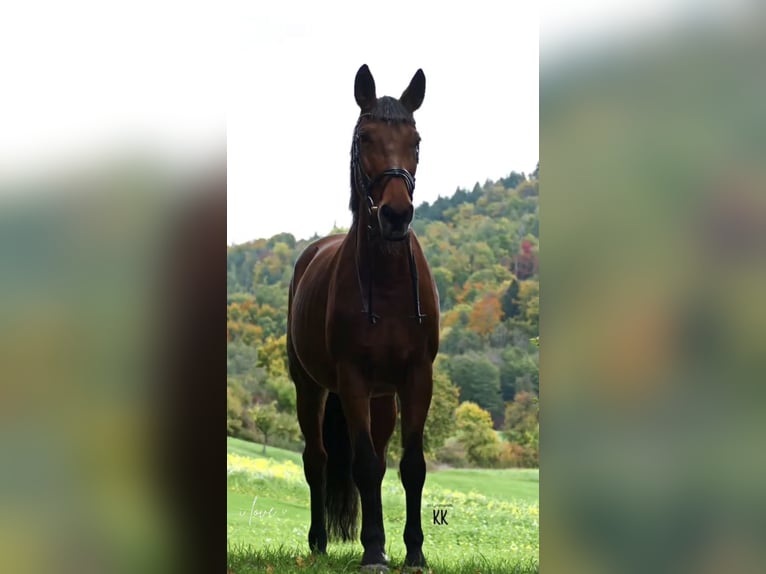 Koń westfalski Klacz 23 lat 165 cm Gniada in Schwäbisch HallSchwäbisch Hall