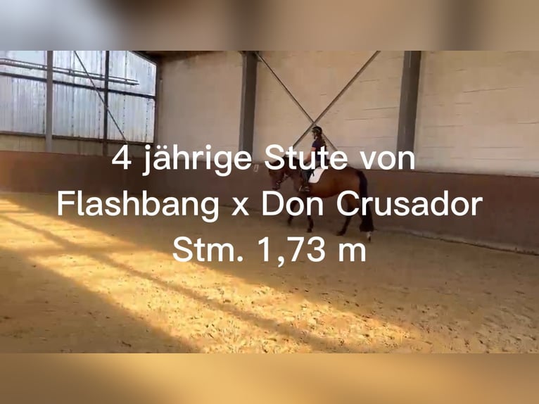 Koń westfalski Klacz 24 lat 173 cm Ciemnogniada in Verden (Aller)