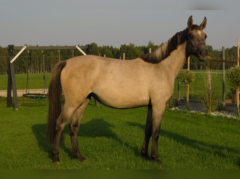 Koń westfalski Klacz 2 lat 155 cm in Lębork