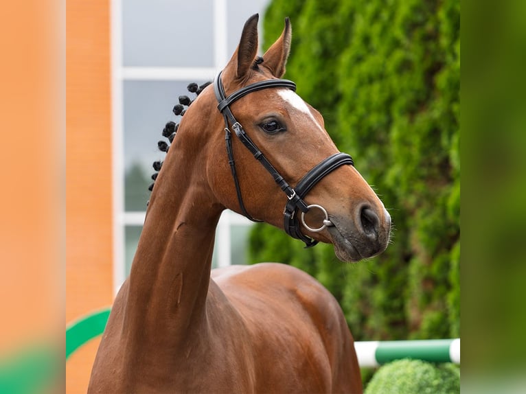 Koń westfalski Klacz 2 lat 161 cm Gniada in M&#xFC;nster Handorf