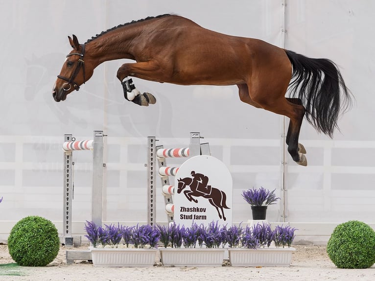 Koń westfalski Klacz 2 lat 161 cm Gniada in M&#xFC;nster Handorf