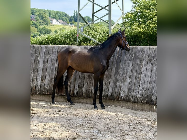 Koń westfalski Klacz 2 lat 162 cm Gniada in Herdecke