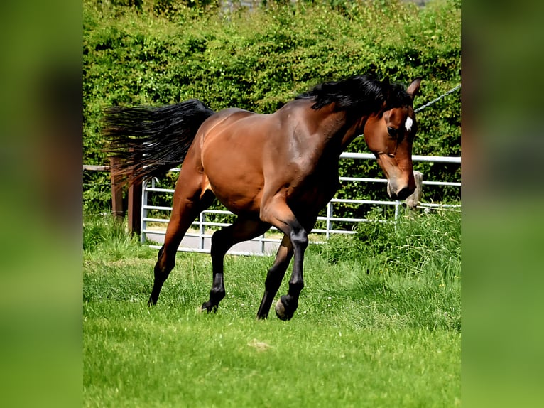 Koń westfalski Klacz 2 lat 164 cm Gniada in Aachen