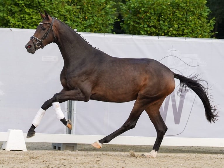 Koń westfalski Klacz 2 lat 166 cm Gniada in Münster-Handorf