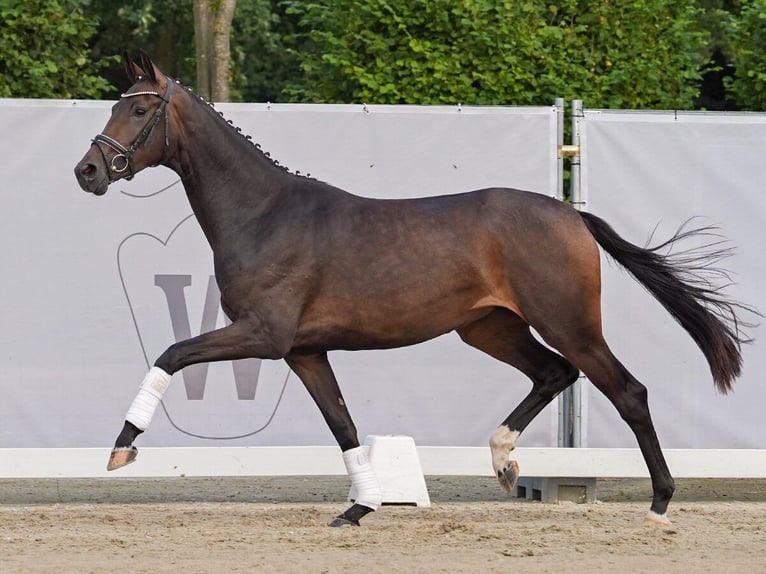 Koń westfalski Klacz 2 lat 166 cm Gniada in Münster-Handorf