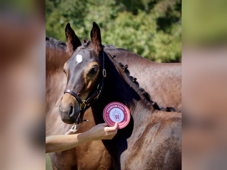 Koń westfalski Klacz 2 lat 167 cm Ciemnogniada in Round Hill