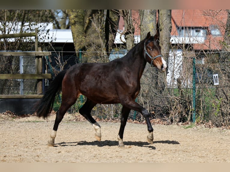 Koń westfalski Klacz 2 lat 168 cm Gniada in Kutenholz