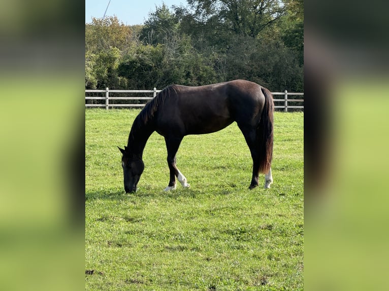 Koń westfalski Klacz 2 lat 170 cm Ciemnokasztanowata in Münster