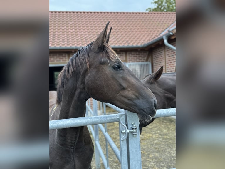 Koń westfalski Klacz 2 lat 170 cm Ciemnokasztanowata in Münster