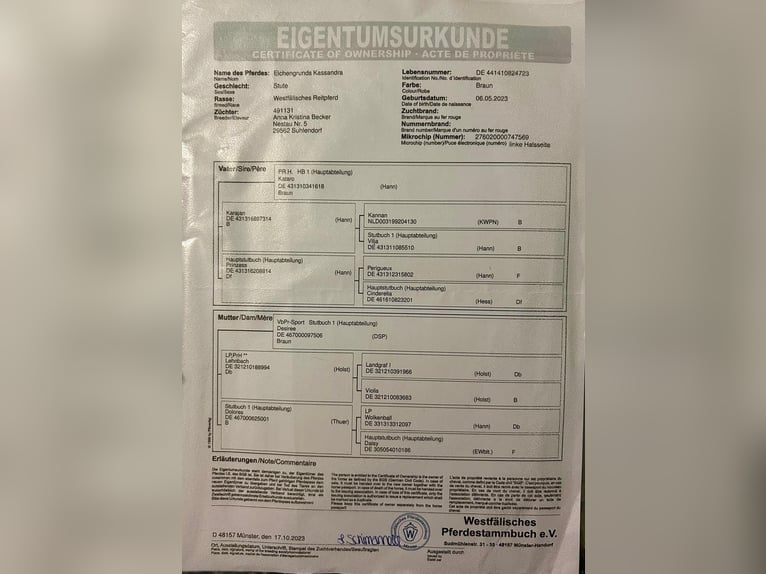 Koń westfalski Klacz 2 lat 170 cm Gniada in Ritterhude/Bremen