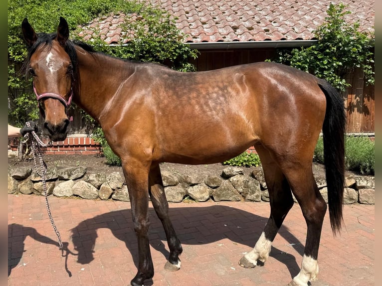 Koń westfalski Klacz 2 lat 173 cm Ciemnogniada in Südlohn