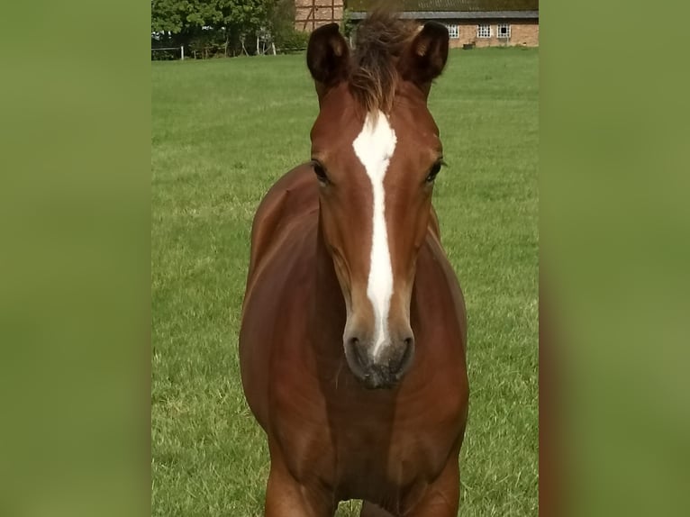 Koń westfalski Klacz 2 lat 173 cm Gniada in Stieltjeskanaal