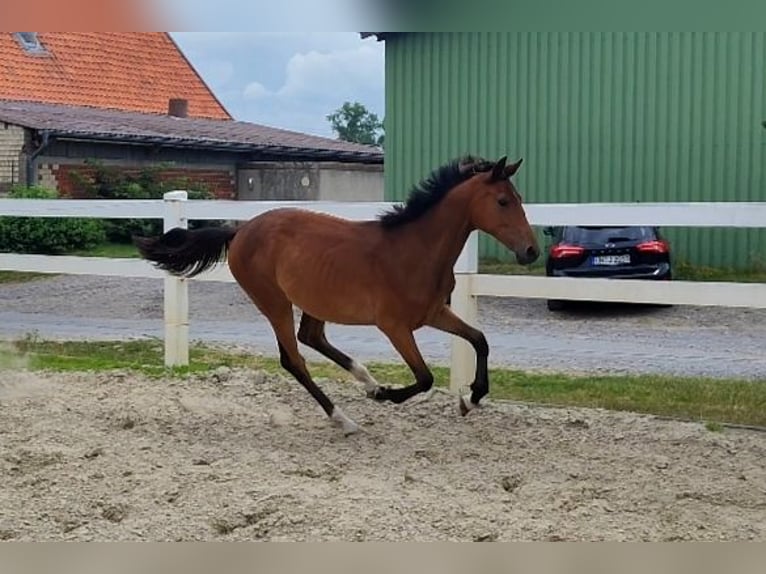 Koń westfalski Klacz 2 lat Gniada in Selm