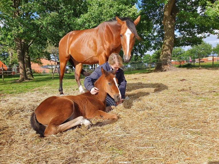 Koń westfalski Klacz 2 lat Gniada in Raddestorf