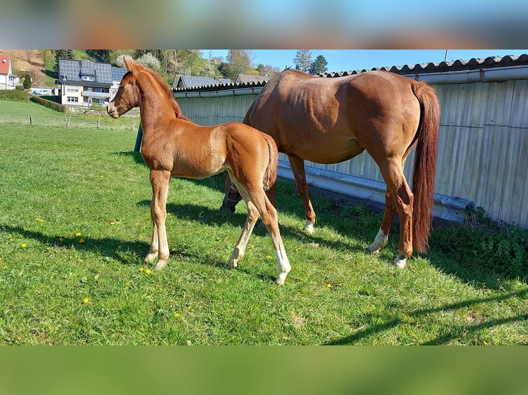 Koń westfalski Klacz 2 lat Kasztanowata in Borchen