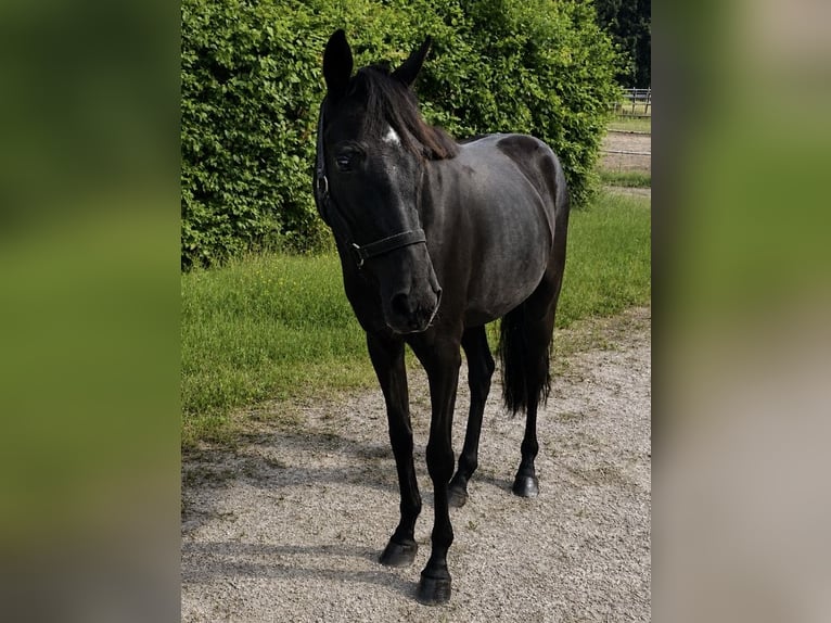 Koń westfalski Klacz 3 lat 135 cm Kara in Hamburg-Neuengamme