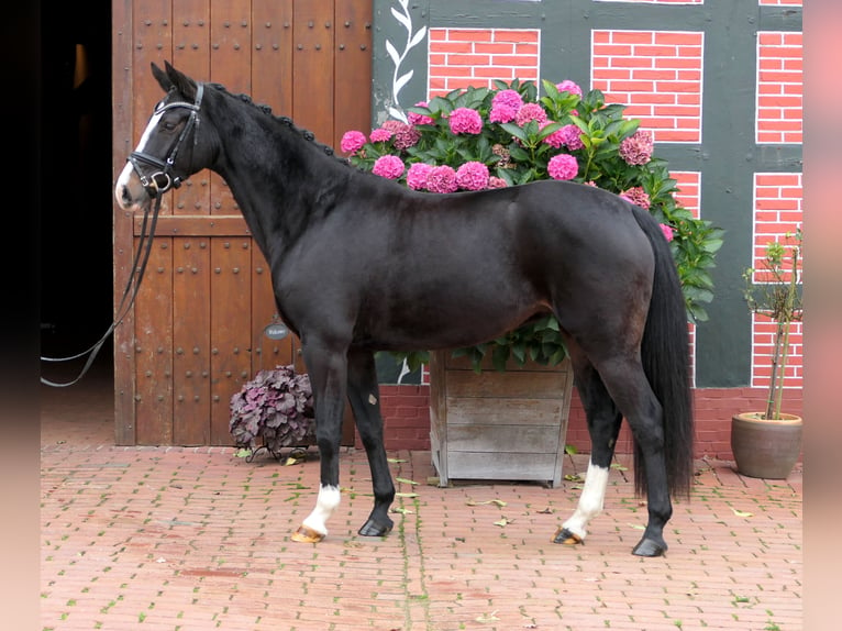 Koń westfalski Klacz 3 lat 155 cm Ciemnogniada in Cappeln (Oldenburg)