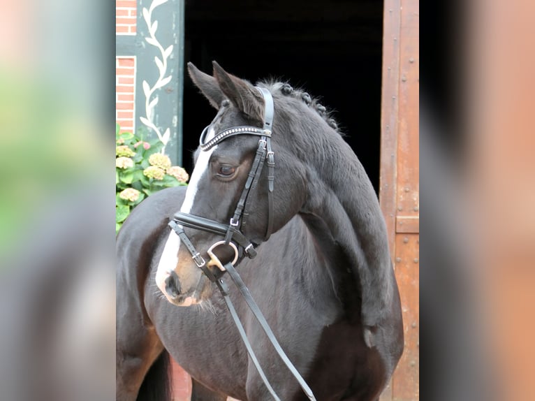 Koń westfalski Klacz 3 lat 155 cm Ciemnogniada in Cappeln (Oldenburg)