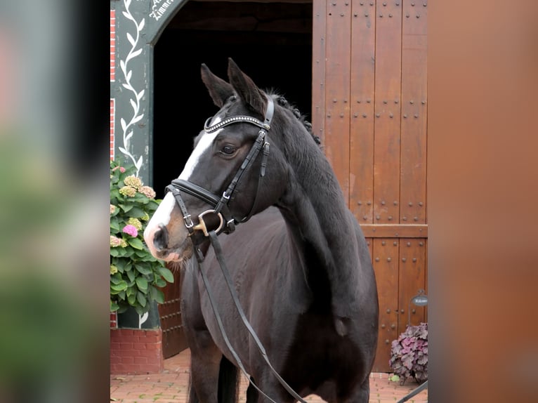 Koń westfalski Klacz 3 lat 155 cm Ciemnogniada in Cappeln (Oldenburg)