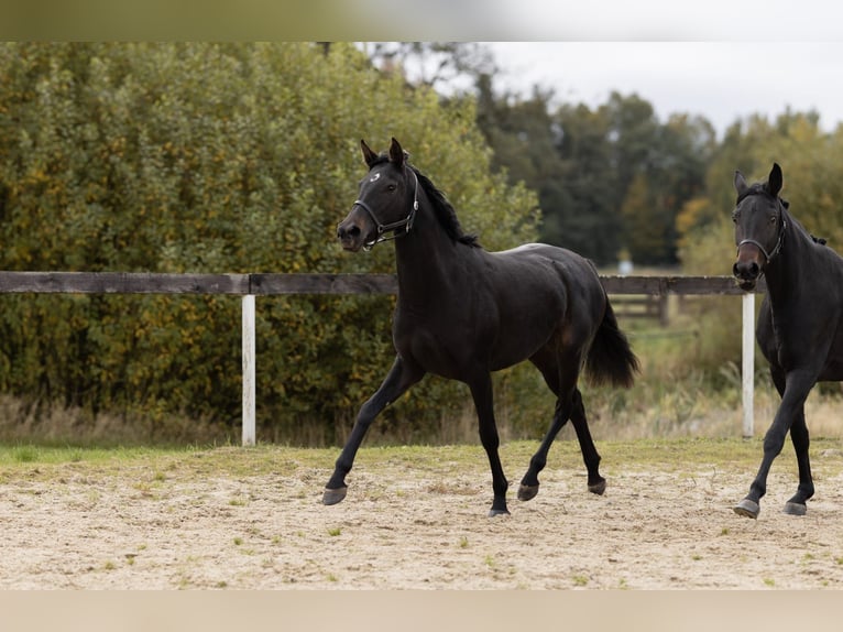 Koń westfalski Klacz 3 lat 157 cm Ciemnogniada in Cheb