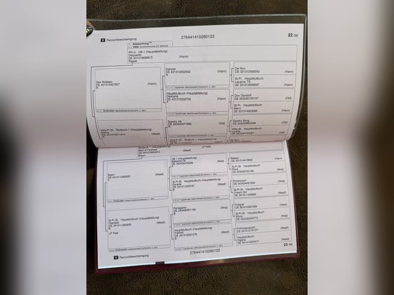 Koń westfalski Klacz 3 lat 158 cm Gniada in Bautzen