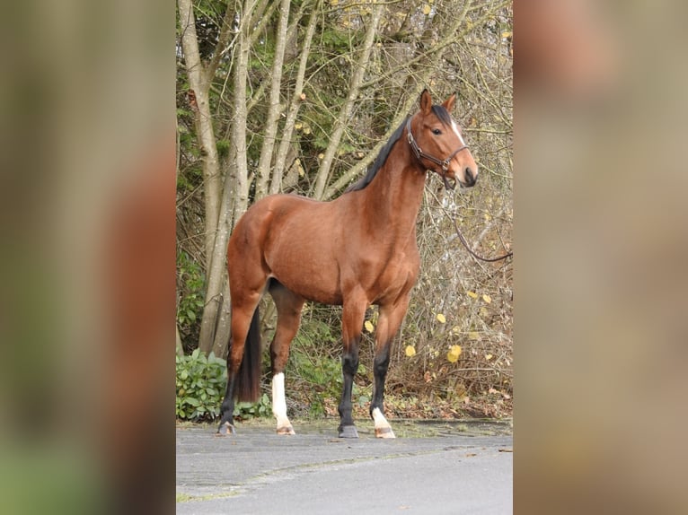 Koń westfalski Klacz 3 lat 158 cm Gniada in Verl