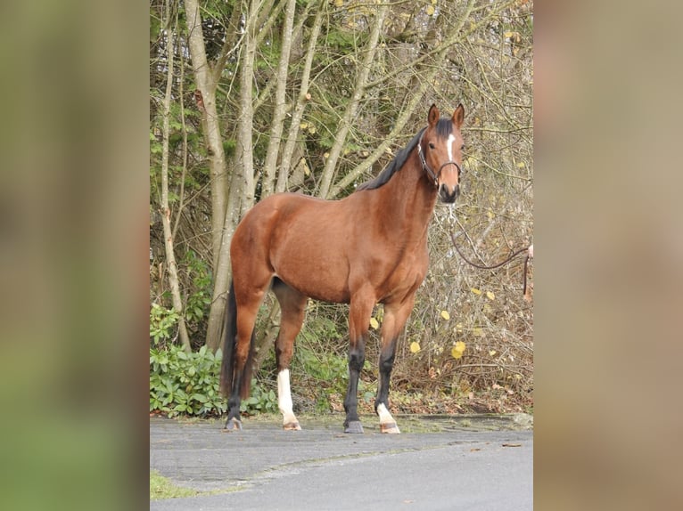 Koń westfalski Klacz 3 lat 158 cm Gniada in Verl