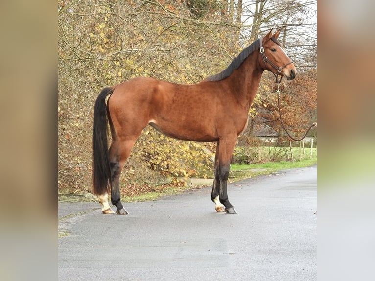 Koń westfalski Klacz 3 lat 158 cm Gniada in Verl