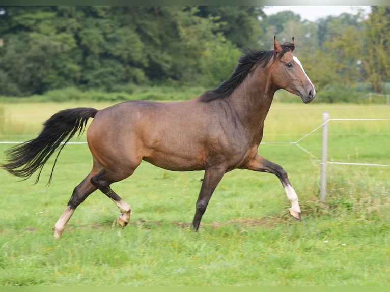 Koń westfalski Klacz 3 lat 160 cm Gniada in Herzebrock-Clarholz