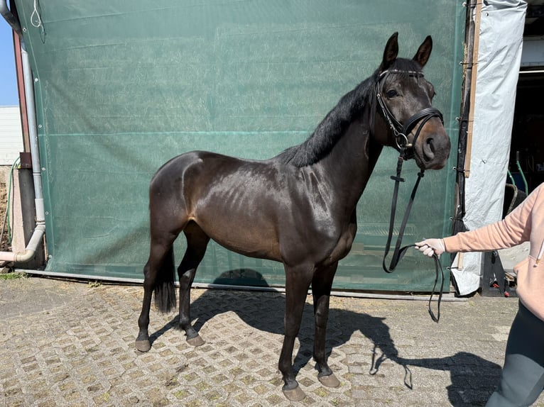 Koń westfalski Klacz 3 lat 160 cm Kara in Bad Lippspringe