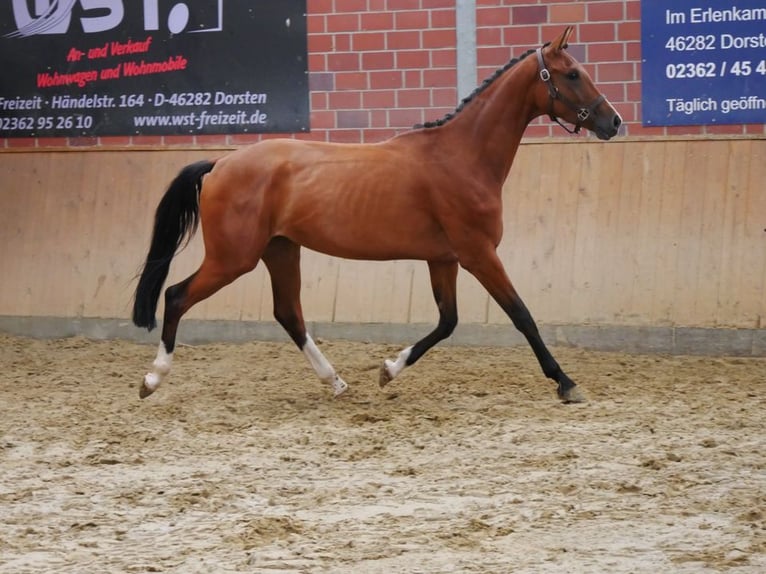 Koń westfalski Klacz 3 lat 160 cm in Dorsten