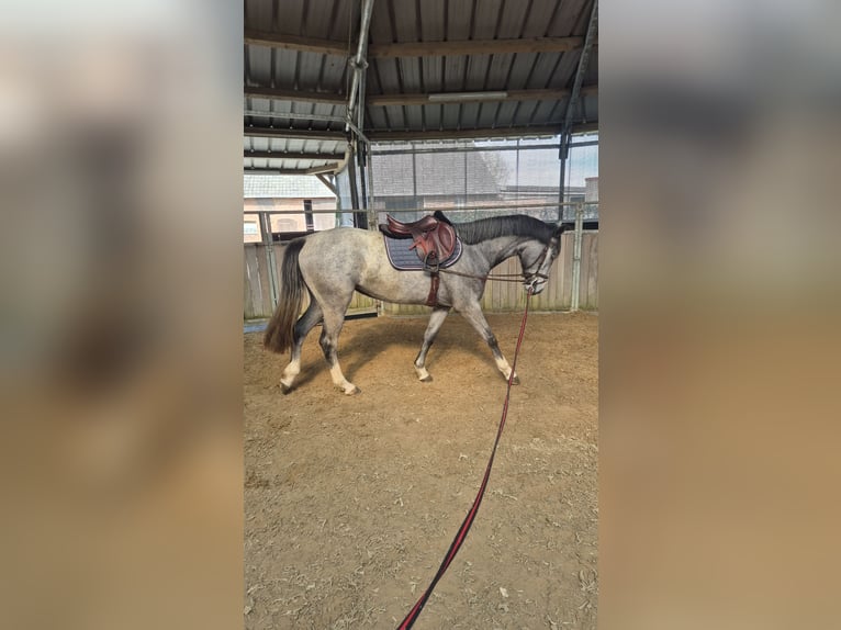 Koń westfalski Klacz 3 lat 160 cm Siwa in Hünxe