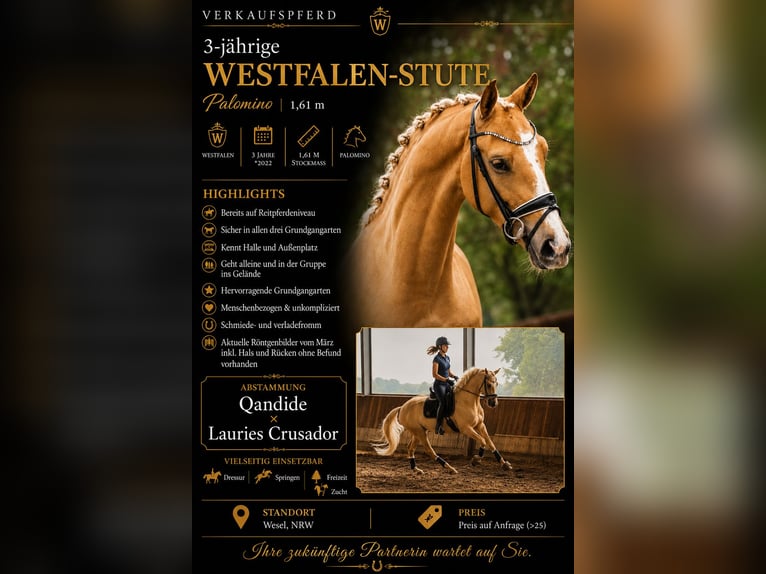 Koń westfalski Klacz 3 lat 161 cm Izabelowata in Wesel