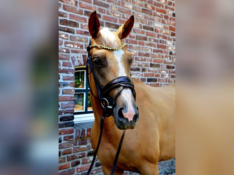 Koń westfalski Klacz 3 lat 161 cm Izabelowata in Wesel