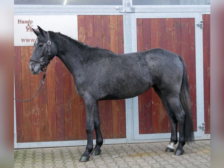 Koń westfalski Klacz 3 lat 161 cm in Dorsten