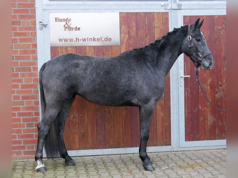 Koń westfalski Klacz 3 lat 161 cm in Dorsten