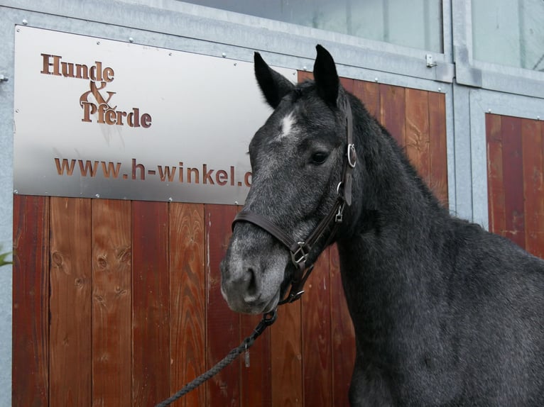 Koń westfalski Klacz 3 lat 161 cm in Dorsten